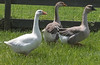 Albertine > Birds >  CRW_0133