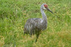 Albertine > Birds >  CRW_0264