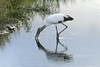 Albertine > Birds >  IMG_0098AC