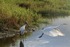 Albertine > Birds >  IMG_0103