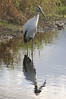 Albertine > Birds >  IMG_0107