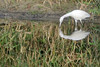 Albertine > Birds >  IMG_0110