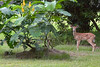 Albertine > Cynthia 2008 photo