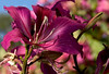 Albertine > The Beautiful Orchid